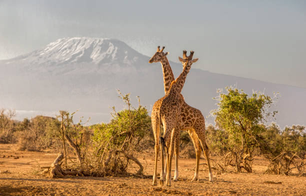 5 days Tanzania safari Tour to Nyerere, Mikumi and Udzungwa Mountains